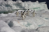 BRD 05 SM0105 01
Adelie Penguins Marching Across Pack Ice
