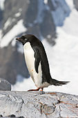 BRD 05 SM0106 01
Adelie Penguin With Snowy Background