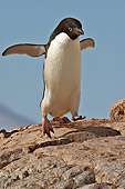BRD 05 SM0107 01
Adelie Penguin Jumping From Rock To Rock