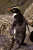 BRD 05 SM0108 01
Fjordland Crested Penguin