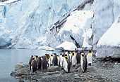 BRD 05 TL0001 01
Colony Of King Penguins Standing On Rocky Shore With Snow Water Cliffs