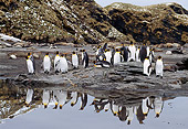 BRD 05 TL0002 01
Colony Of King Penguins Standing On Rocky Shore With Snow Water Cliffs