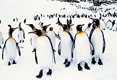 BRD 05 TL0003 01
Colony Of King Penguins Standing On Snow