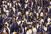 BRD 05 TL0004 01
Colony Of King Penguins On South Georgia Island
