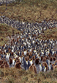 BRD 05 TL0005 01
Colony Of King Penguin Adults And Chicks On Hill On South Georgia Island