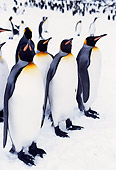 BRD 05 TL0006 01
Colony Of King Penguin Adults On Snow On South Georgia Island