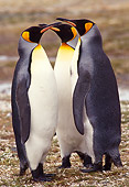 BRD 05 TL0008 01
Three King Penguins Huddling On South Georgia Island