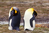 BRD 05 TL0009 01
Two King Penguins Grooming On South Georgia Island