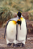 BRD 05 TL0011 01
Two King Penguins Courting On South Georgia Island