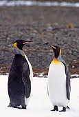 BRD 05 TL0012 01
Two King Penguins Standing On Snow On South Georgia Island