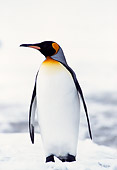 BRD 05 TL0013 01
Portrait Of King Penguin Standing On Snow On South Georgia Island