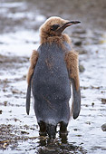 BRD 05 TL0014 01
Portrait Of Young King Penguin Molting On South Georgia Island