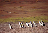 BRD 05 TL0015 01
Group Of Gentoo Penguins Walking On Beach In Falkland Islands
