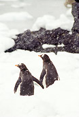 BRD 05 TL0017 01
Two Gentoo Penguins In Snow Facing Away From Camera In Antarctica