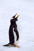 BRD 05 TL0019 01
Profile Of Gentoo Penguin Vocalizing On Snow In Antarctica