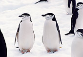 BRD 05 TL0020 01
Chinstrap Penguins Standing On Snow In Antarctica