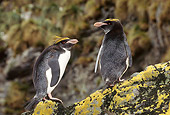 BRD 05 TL0021 01
Two Macaroni Penguins Standing On Lichen-Covered Rock