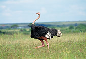 BRD 06 GL0001 01
Ostrich Walking Through Grassland Kenya