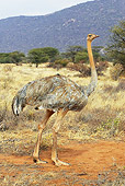 BRD 06 GL0002 01
Ostrich Female After Dust Bath Kenya