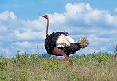 BRD 06 GL0003 01
Ostrich Walking In Savanna Kenya