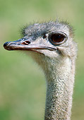 BRD 06 GR0001 01
Head Shot Of Ostrich
