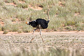 BRD 06 HP0001 01
Ostrich Running On Sand Profile