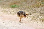 BRD 06 HP0002 01
Ostrich Chick Standing On Sand