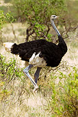 BRD 06 MC0001 01
Somali Ostrich Male Walking Through Dry Grass Kenya