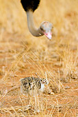 BRD 06 MC0002 01
Somali Ostrich Male With Chick Walking On Savanna Kenya