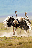 BRD 06 MC0003 01
Ostrich Male And Female In Courtship Display Tanzania