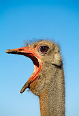 BRD 06 MH0001 01
Head Shot Of Ostrich Calling Against Blue Sky