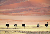 BRD 06 MH0002 01
Group Of Ostriches Walking Through Savanna Namibia