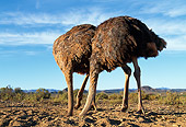 BRD 06 MH0003 01
Two Ostriches Burying Heads In Sand
