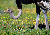 BRD 06 MH0004 01
Portrait Of Ostrich Standing On Grass South Africa