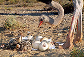 BRD 06 MH0005 01
Ostrich Mother Tending To Hatching Chicks