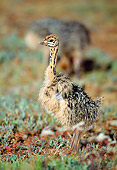 BRD 06 MH0006 01
Portrait Of Ostrich Hatchling Standing On Savanna