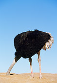 BRD 06 RK0003 04
Ostrich Standing On Dirt With Head In Hole Blue Sky