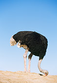 BRD 06 RK0004 03
Ostrich Digging In Dirt