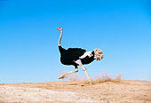 BRD 06 RK0008 39
Black Feathered Ostrich Running On Dirt Hill Blue Sky