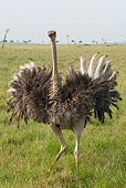 BRD 06 NE0001 01
Female Ostrich Attacking Spreading Wings Running On Savanna Kenya