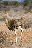 BRD 06 NE0002 01
Female Ostrich Walking On Savanna Kenya