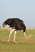 BRD 06 NE0003 01
Male Ostrich Walking With Head Down On Savanna Kenya