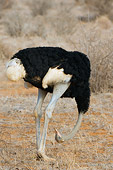 BRD 06 NE0004 01
Male Ostrich Standing With Head Down On Savanna Kenya