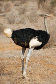 BRD 06 NE0005 01
Male Ostrich Standing On Savanna Kenya