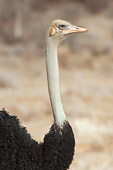 BRD 06 NE0006 01
Head Shot Of Male Ostrich Standing On Savanna Kenya
