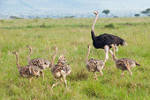 BRD 06 NE0007 01
Ostrich Family Walking On Savanna Kenya