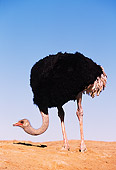 BRD 06 RK0001 07
Black Feathered Ostrich Standing On Dirt Head Low Blue Sky