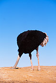 BRD 06 RK0003 08
Ostrich Standing On Dirt With Head In Hole Blue Sky