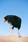 BRD 06 RK0005 01
Black Feathered Ostrich Standing With Head Inside Dirt Hole Blue Sky