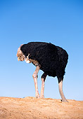 BRD 06 RK0005 05
Black Feathered Ostrich Standing With Head Inside Dirt Hole Blue Sky
